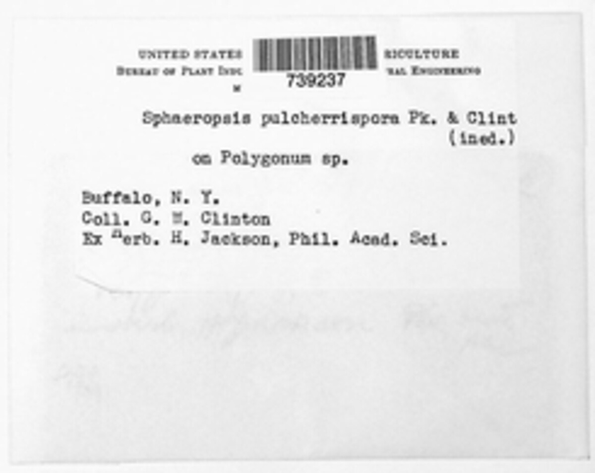 Sphaeropsis pulchrispora image